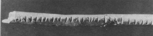 Lebombo Bone tally stick