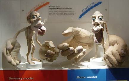 homunculcus shows accenting enlarged hands