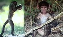 monkeys with tools